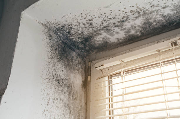 Affordable Black Mold Remediation solutions in Norristown, PA