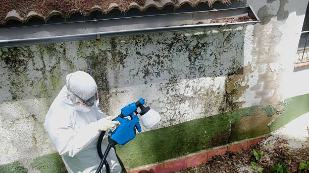 Top rated local Black Mold Remediation specialists in Norristown, PA